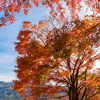 Red fall foliage in autumn with blue sky background